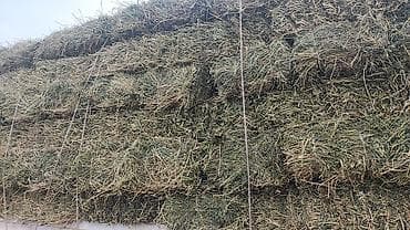 кукуруза початка: Сено в тюках (прессованное) чистый клевер,доставка по Сокулук есть за — 1