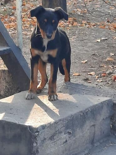 Собака даром: Дворняжка, 4 месяца, Самка at lalafo.kg Собака даром: Дворняжка, 4 месяца, Самка