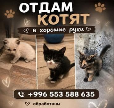 Мышыктар: Отдаются котята в хорошие руки. В карабалта Идеально подойдут тем — 1