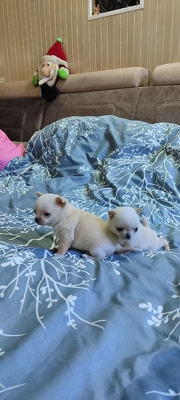 Ит кууту: Продаются щенки чихуа-хуа, всё вопросы по телефону — 2