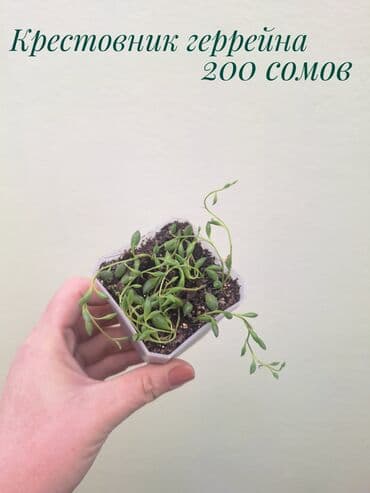 сколько стоит аквариум для рыбок: ● Комнатные растения (укоренённые черенки, молодые растения, взрослые — 7