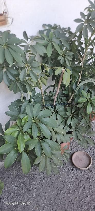 кофейное дерево комнатное: Шефлера (Schefflera arboricola) в горшках - Кустовые растения с — 2