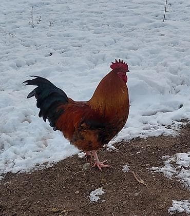 латок для котов: Продаю | Петух | Кучинская | На забой, Для разведения — 1