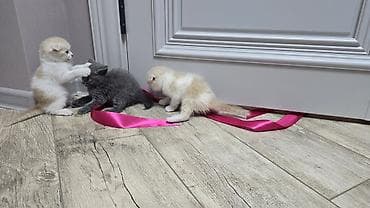 Вязка кошек: Скотиш Фолд (Шотландская вислоухая), 1 месяц, Мальчик, Голубой, Приучена к лотку — 7