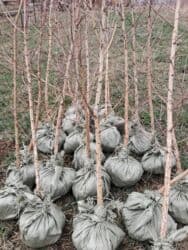 садовые инструменты: Саженцы деревьев: Туи, Бесплатная доставка — 5