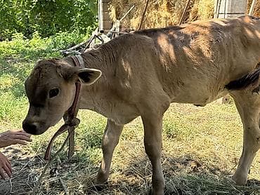 купить рыбу клоуна: Продаю | Тёлка | Швицкая | Для разведения | Привязанные — 1