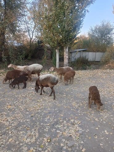 куры доминанты: Продаю | Овца (самка) | Для разведения — 1
