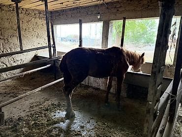 кон: Продаю | Жеребец | На забой — 3