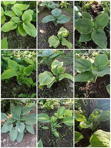 куплю пионы: Пион древовидный (Paeonia suffruticosa), сорт с крупными — 9