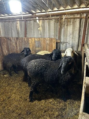 Үй жаныбарлары үчүн товарлар: Сатам | Кочкор (эркек) | Көбөйтүү үчүн — 1