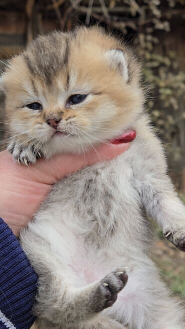 порода кошек вислоухая: Предлагаем для бронирования чистопородных малышей. Окрас: золотая и — 7