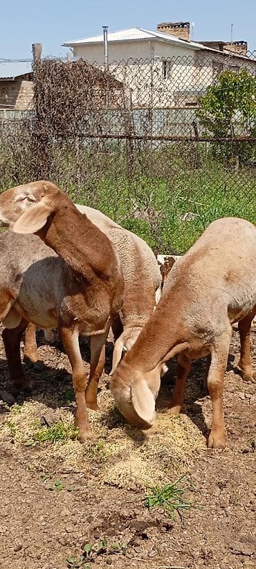 лягушки живые: Продаю | Ягненок | Для разведения | Племенные — 4