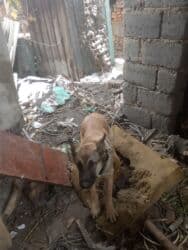 цена французский бульдог: Овчарка, 8 месяцев, Самка — 2