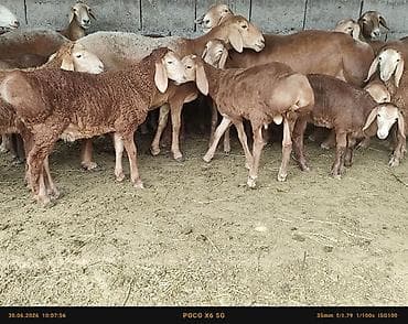 продать животных: Продаю | Баран (самец) | Арашан | Для разведения, Для шерсти | Осеменитель — 7
