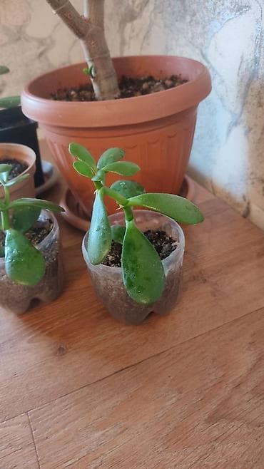 Антуриумы: Продаю комнатные растения цены от 200 — 8