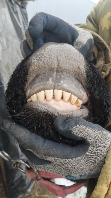 Продаю | Тёлка | На откорм | Нетель