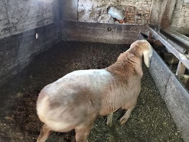услуги ветеринара: Продаю | Ягненок, Баран (самец) | Арашан | Для разведения | Племенные, Осеменитель — 3