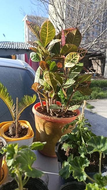 горшковые цветы: Комнатные и уличные растения в горшках — коллекция - Кротон — 4