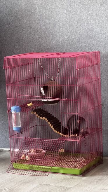 продажа кормов для сельскохозяйственных животных: Продаю крысу девочку с клеткой — 1