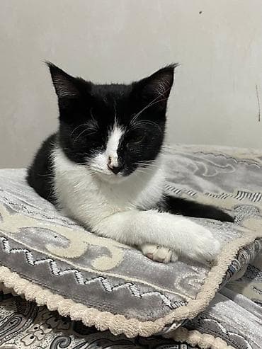 Мышыктар: Мышык бекер берилет: Породасыз, 7 айлык, Эркек, Лотокко барууга үйрөтүлгөн — 1