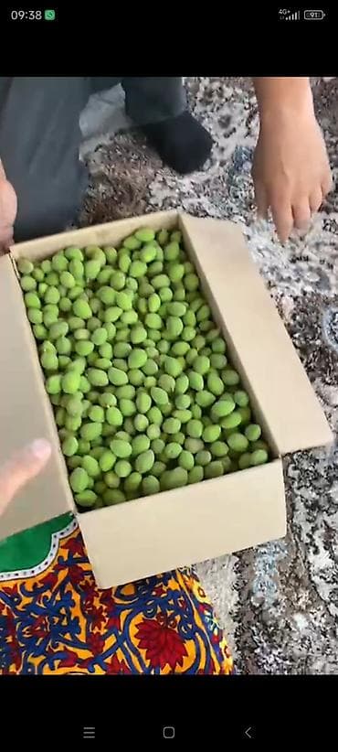 сорты яблок в кыргызстане: Абрикосы — 1