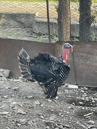 жапалак птица: Сатам | Эркек күрп | Кара ханзаада | Көбөйтүү үчүн | Асыл тукумдуу — 2