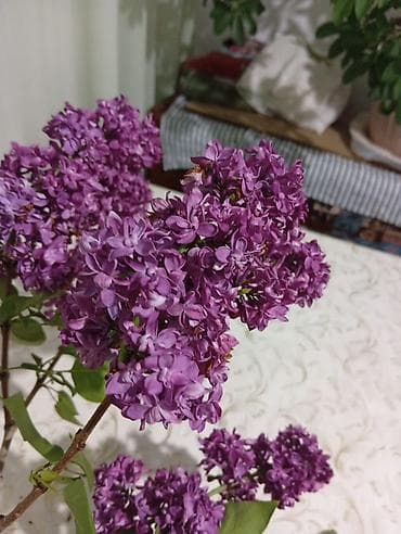 Үй жана бакча: Букет сирени(калированная)(обычная) - Пышные соцветия сирени — 2