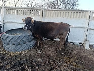 каракол кошка: Сатам | Уй (ургаачы) | Көбөйтүү үчүн | Кунажын — 1