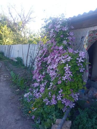 продажа домов ак босого: Үй, 100 кв. м, 5 бөлмө, Менчик ээси — 14