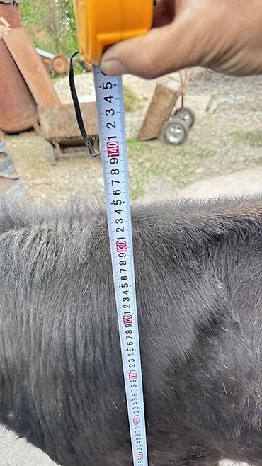 продажа собак бишкек: Продаю | Корова (самка), Тёлка | Голштин, Швицкая | На откорм, Для разведения, Для молока — 9