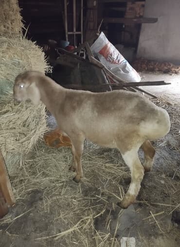 дог собака: Продаю | Овца (самка) | Для разведения | Племенные — 1