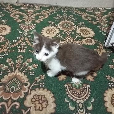 отдам даром котенка бишкек: Кошка даром: Беспородная, Мальчик — 2