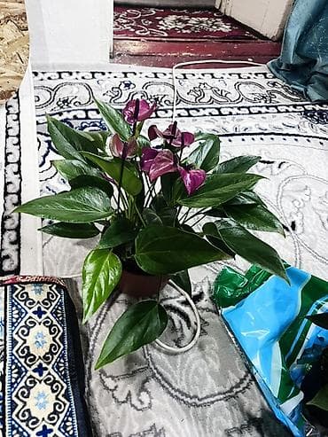 теплицы петуньи: Антуриум (Anthurium) с редкими сиренево‑фиолетовыми покрывалами. - — 2