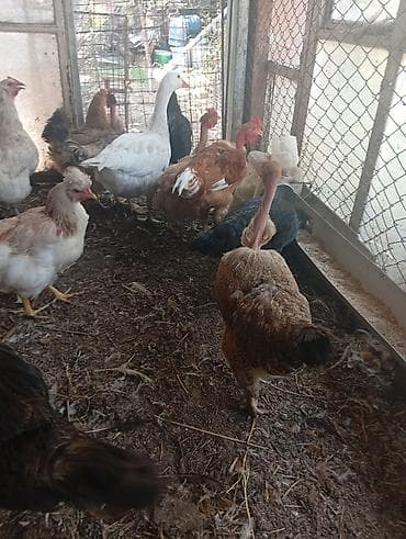 животные на продажу: Продаю домашних курей. цыплят молодняк 2-3 месячных. можно выбрать — 10