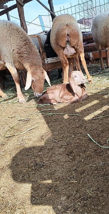 дом кошка: Продаю | Баран (самец) | Арашан | Для разведения | Племенные, Осеменитель — 4