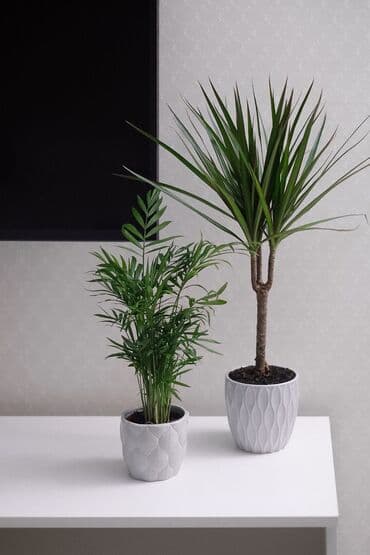 купить комнатные цветы недорого: День скидок 🔥🔥🔥Драцена маргината (Dracaena marginata) в пластиковом — 2