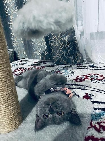 объявление отдам котят: Британская короткошёрстная, 4 месяца, Девочка, Голубой, Приучена к лотку — 3