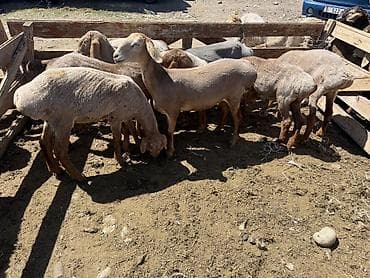 Продаю | Овца (самка), Ягненок | Гиссарская, Эдильбаевская, Арашан | Для разведения