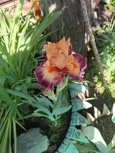 вьющиеся цветы: Продаю декоративные растения НЕДОРОГО . Почаопокровные — 5