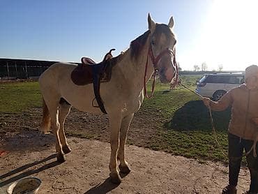 боб кет: Продаю | Конь (самец) | Рабочий — 2