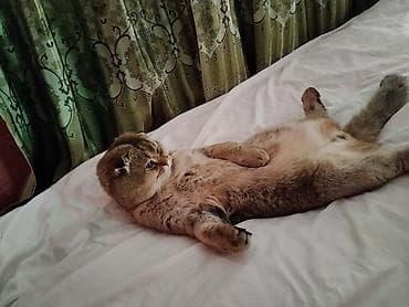 котята простые: Шотландские кошки (скоттиш-фолд и скоттиш-страйт) - Порода — 10