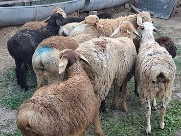 сиамская кошка даром: Продаю | Баран (самец) | Гиссарская — 2