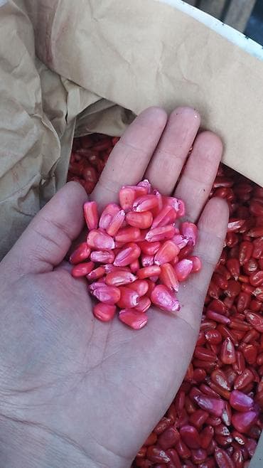 цена кукурузы: Сапаттуу жугору уруктар 🌽🌽🌽келишим баада тазалыгына жана чыгышына — 9