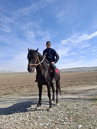 А/ч жаныбарларын сатып алам: Сатам | Жылкы (эркек) | Ат спорту | Асыл тукумдуу — 2