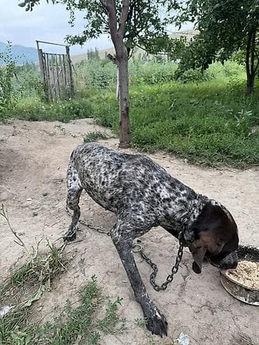 Продажа собак: Немецкая короткошёрстная легавая (курцхаар). - Окрас: крапчатый — 1