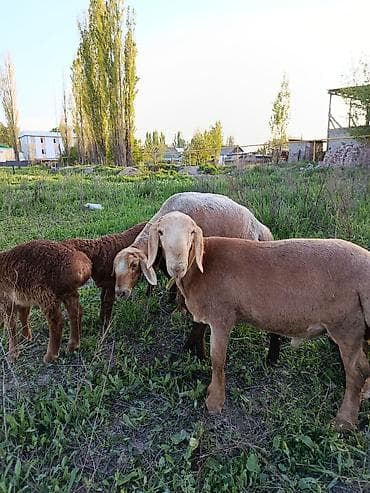 canada goose: Продаю | Овца (самка) | На забой | Матка — 2