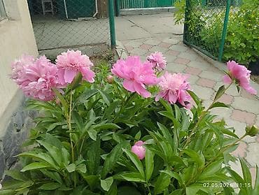 пос: Пион травянистый, сорт с махровыми крупными розово‑сиреневыми — 2