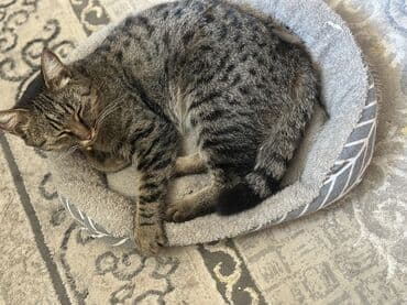 французский бульдог бишкек: 2 года, Девочка, Кастрирована, Приучена к лотку — 2