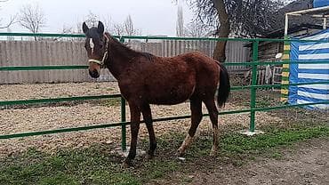 лошади токмок: Продаю | Жеребец | Конный спорт — 3