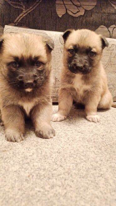 лабрадор щенки: Продаю щенков немецкой овчарки.5 девочек 2 мальчика,щенкам 1 месяц — 7